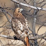 12SB2750 Red-tailed Hawk